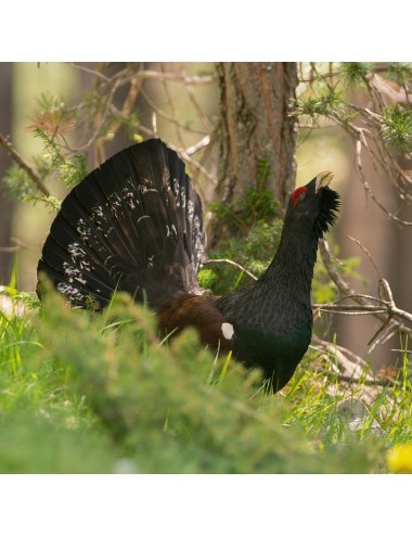 Grouse pellet