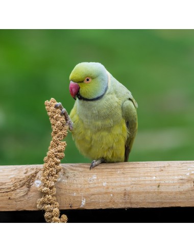 Millet Rouge