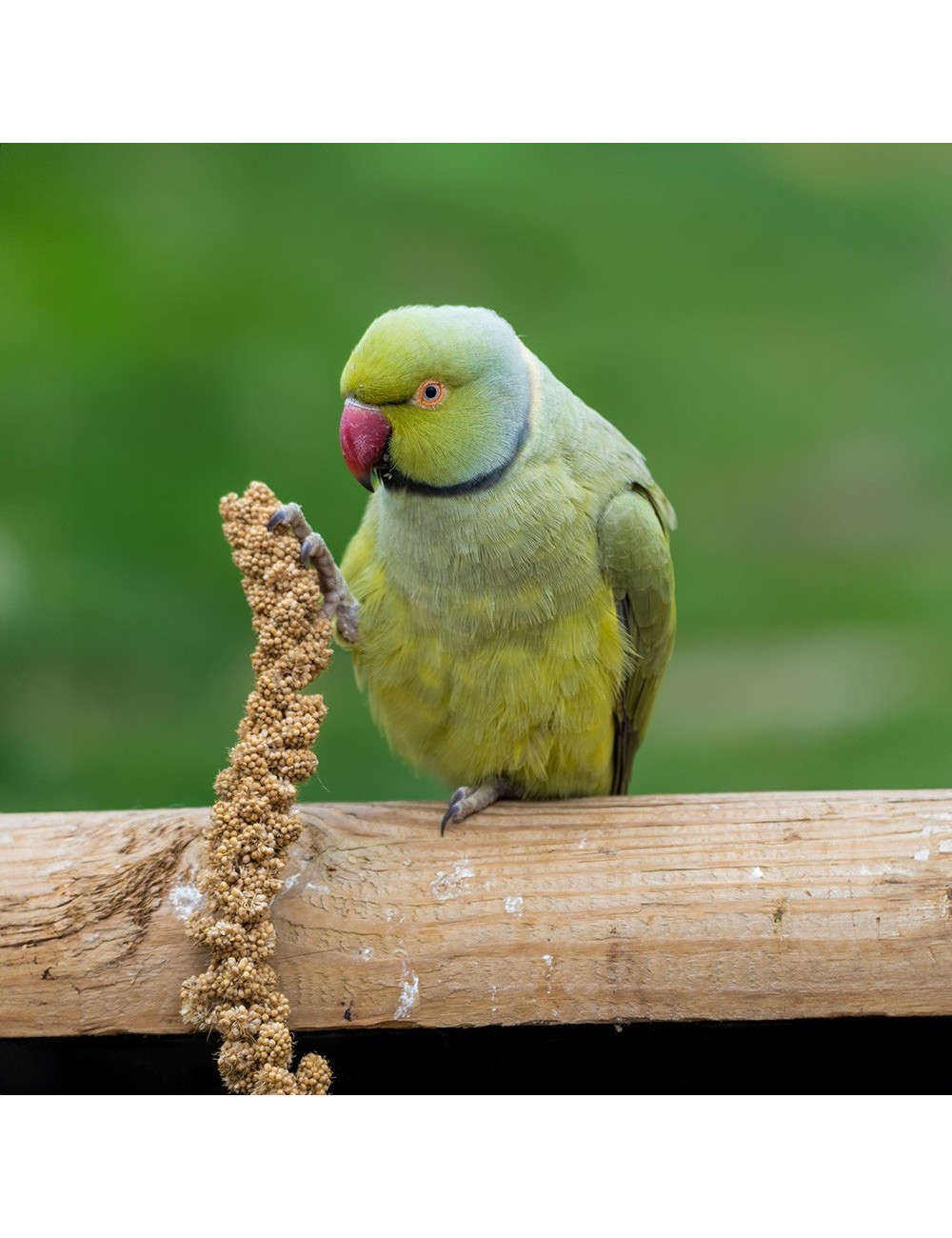 Millet Rouge