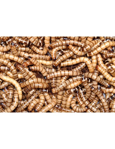 Ver Zophobas Morio vivant 1 kg