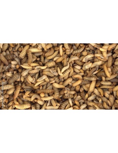 Larves de mouche soldat vivantes
