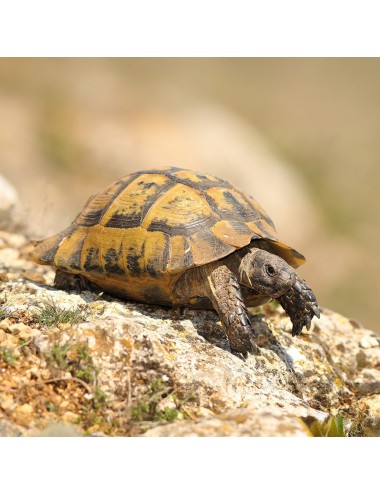 SAINT LAURENT - Tortue Terrestre (E)