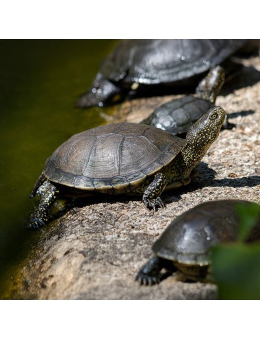 SAINT LAURENT - Tortue Aquatique (E)