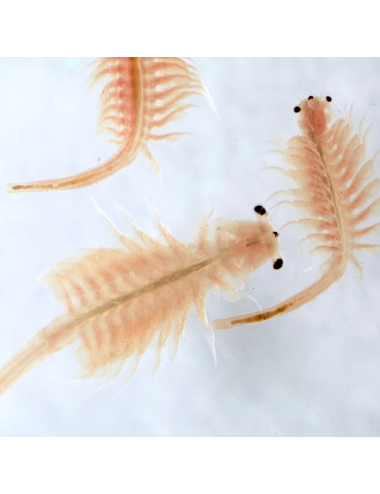 RUTO - Artemia - Bloc - 20x100 g