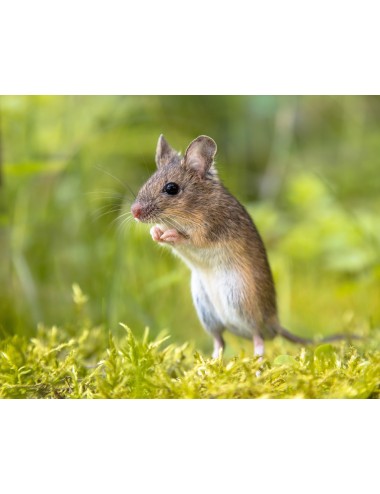 Souris - IQF - 23/30 g