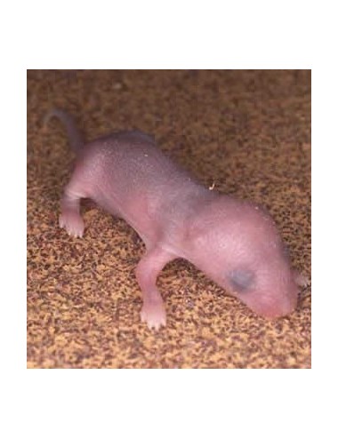 Bébé rat - IQF - 5/8 g