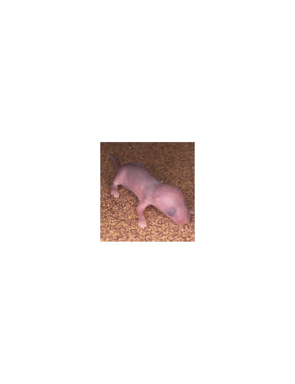 Baby Rat - IQF - 5/8 g