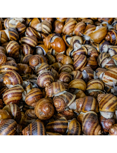 Escargot petit gris - IQF