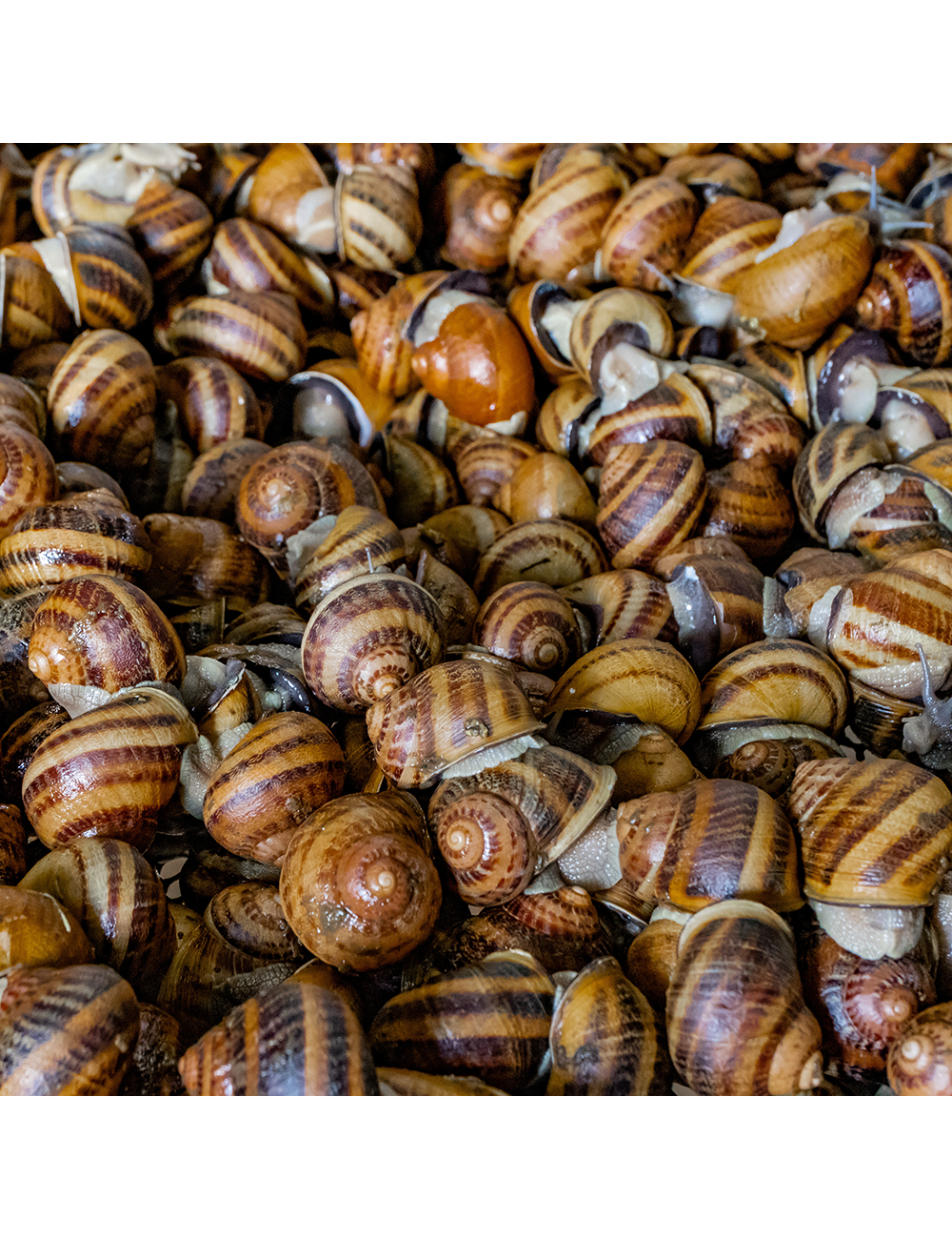 Escargot petit gris - IQF