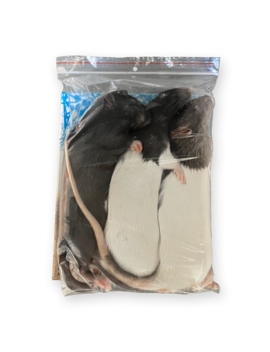 SAINT LAURENT - Rat - IQF - +251 g