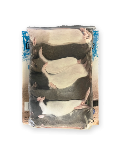SAINT LAURENT - Rat - IQF - 51/90 g