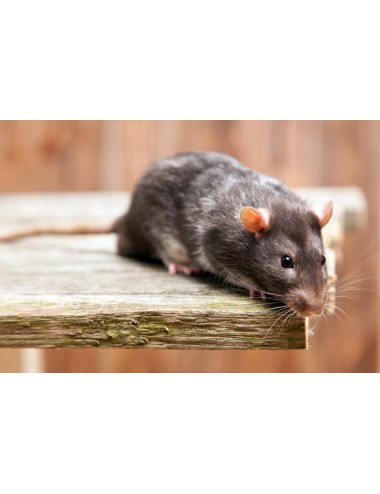 Rat - IQF - 100/250 g