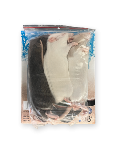 SAINT LAURENT - Rata - IQF - 151/250 g