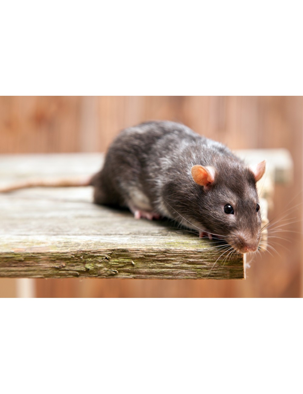 Rat - IQF - 250/350 g