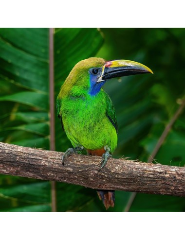 SAINT LAURENT - Oiseau Frugivore (E)