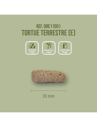 SAINT LAURENT - Tortue Terrestre (E)