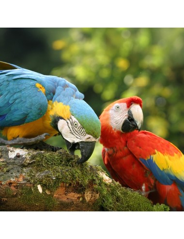 SAINT LAURENT - Parrot Fruit (E) - 3 kg