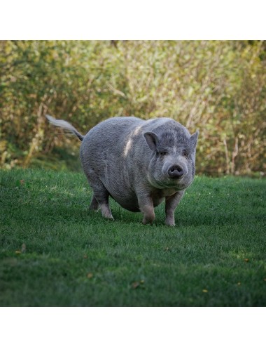 MAZURI - Mini Pig Active Adult