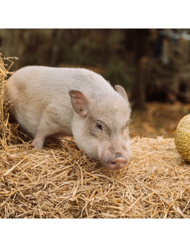 MAZURI - Mini Pig Mature Maintenance