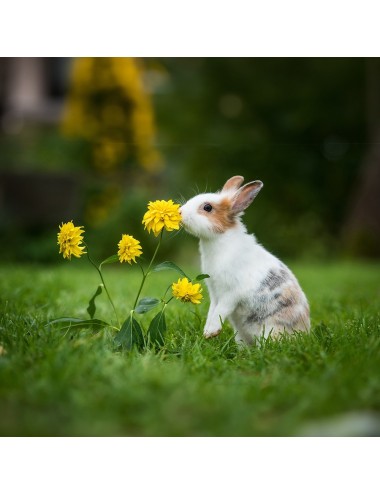 MAZURI - Timothy-Hay Based Rabbit Diet - 11,33 kg