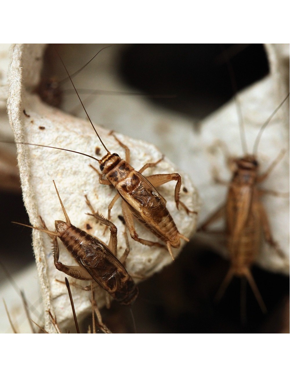 Grillons Domestiques vivants - Petits - x500