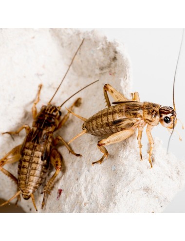 Live Jamaican field crickets - Adults - x250