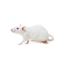 Rats (250-350g)