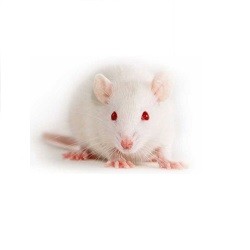 Hopper Mice