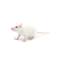 Rats (50-100g)