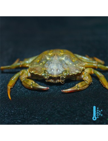 Crabes verts - IQF