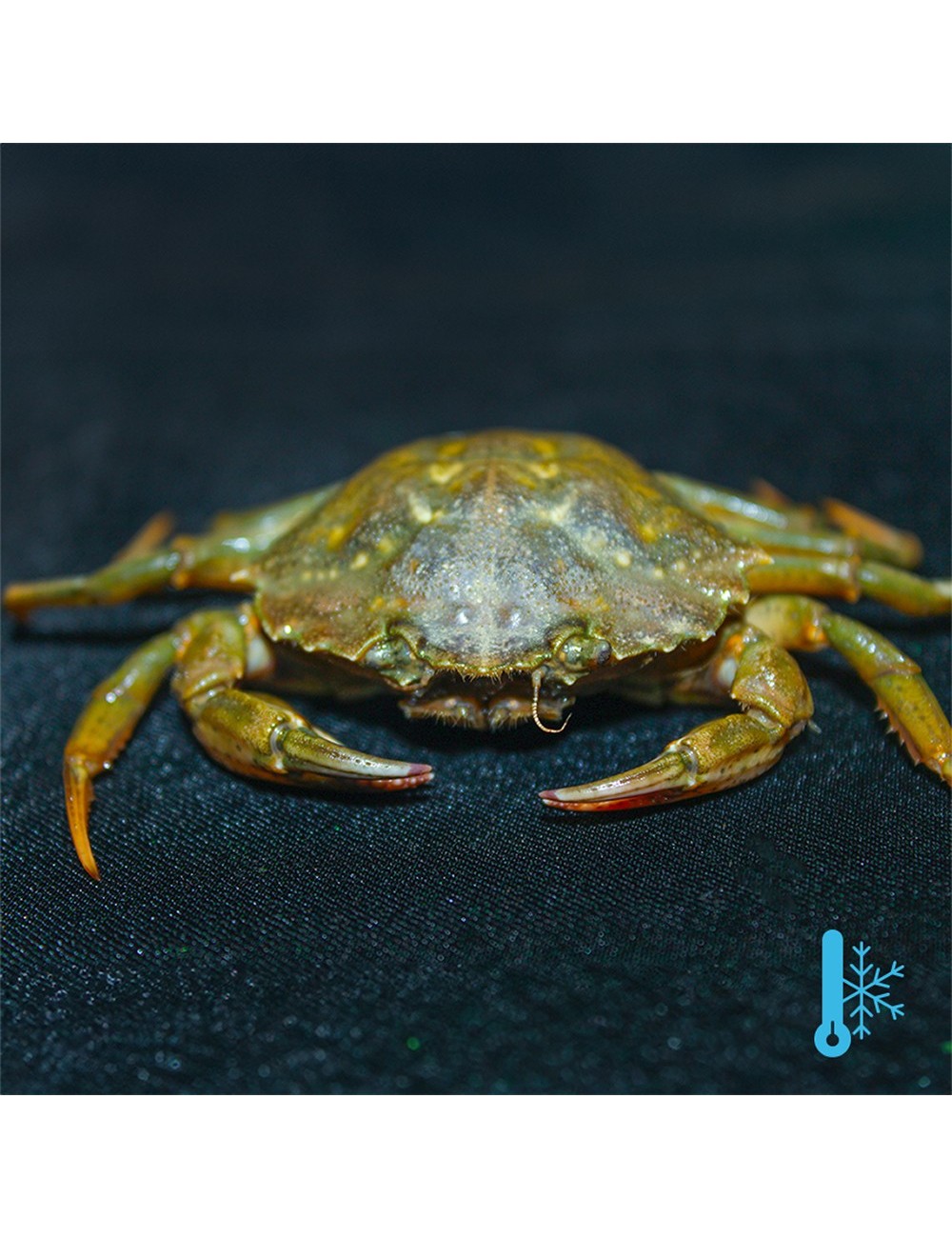 Green crabs - IQF