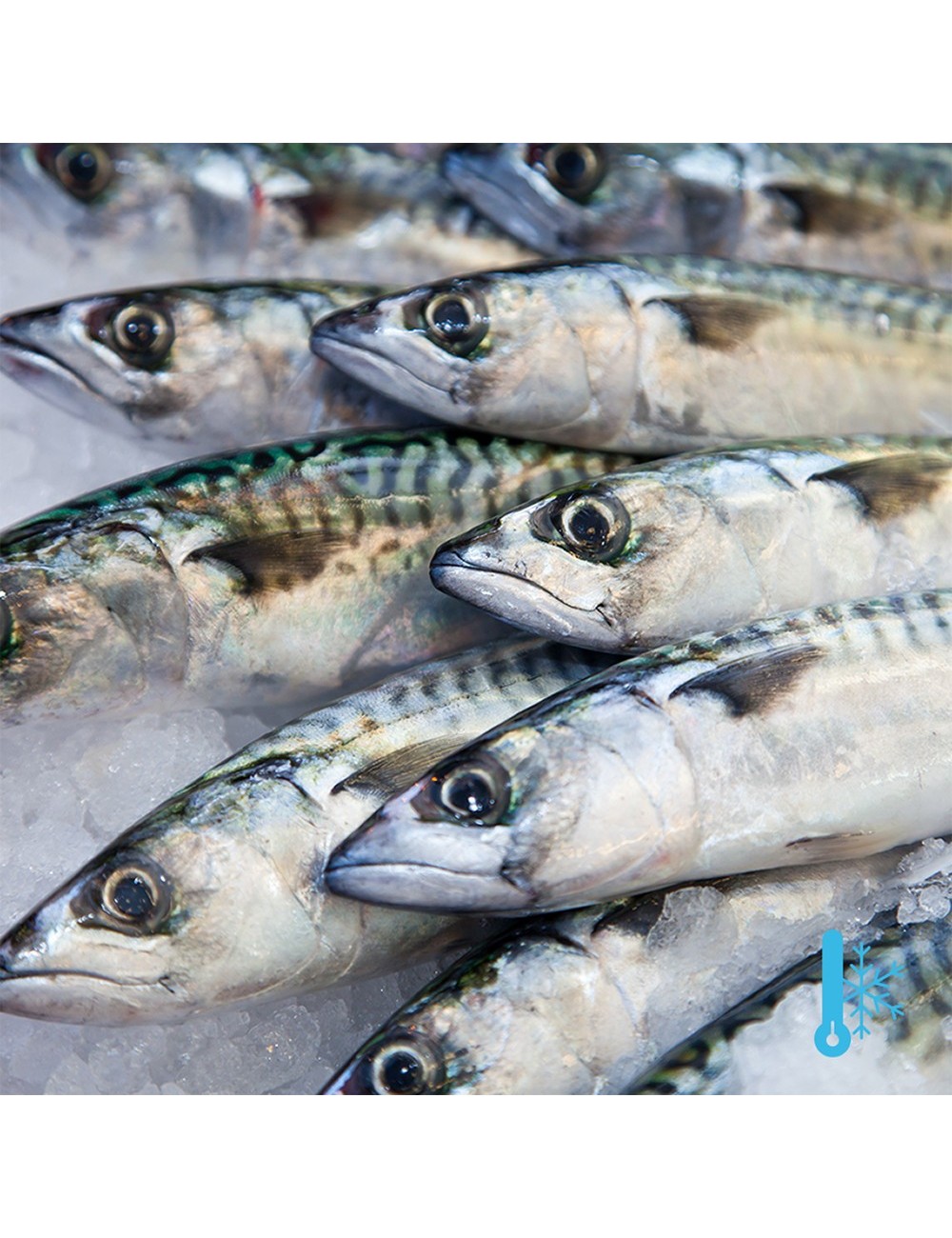 Mackerel - IQF - 15-20 cm - 20/35 ppk