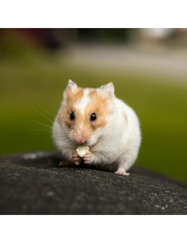 VERSELE - Crispy Muesli Hamster