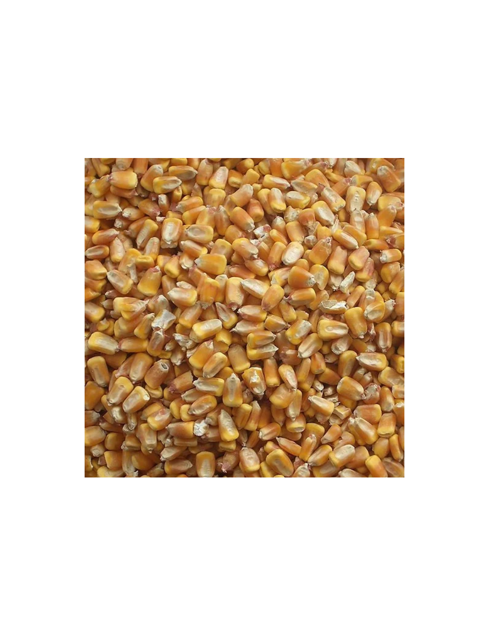 Feed Corn