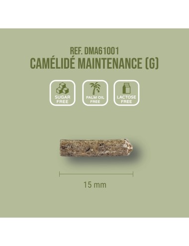 SAINT LAURENT - Camélidé Maintenance (G)