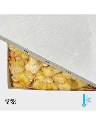 Poussin d'un jour - 10 kg | Saint Laurent