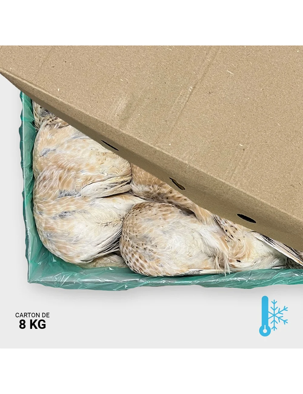 Young quail between 240 & 280 g - 8 kg | Saint Laurent