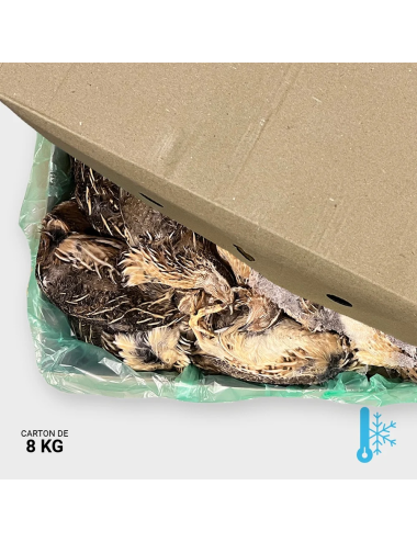Young quail between 140 & 200 g - 8 kg | Saint Laurent