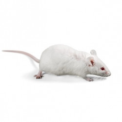 Rats petits 11-25 g