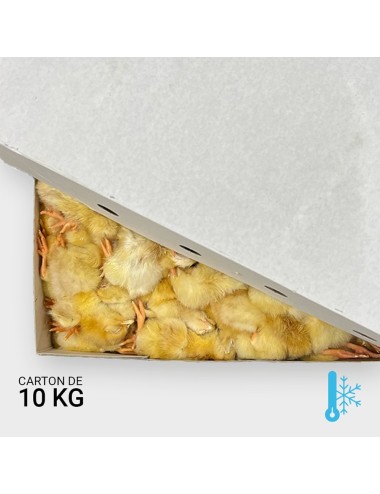Poussin d'un jour - 10 kg | Saint Laurent