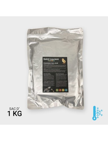 Pollito de un día - 1 kg | Saint Laurent
