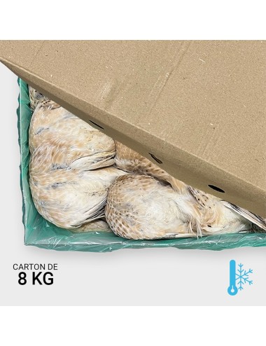 Jeune caille entre 240 et 280 g - 8 kg | Saint Laurent