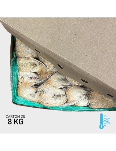 Caille jeune entre 240 et 280 g - 8 kg | Saint Laurent