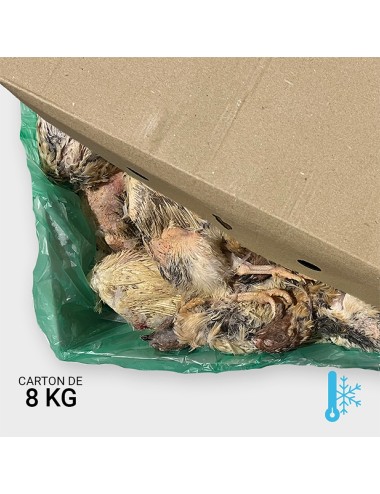 Codorniz ponedora de 300 a 380 g - 8 kg | Saint Laurent