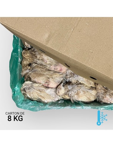 Codorniz ponedora pequeña de 180 a 220 g - 8 kg | Saint Laurent