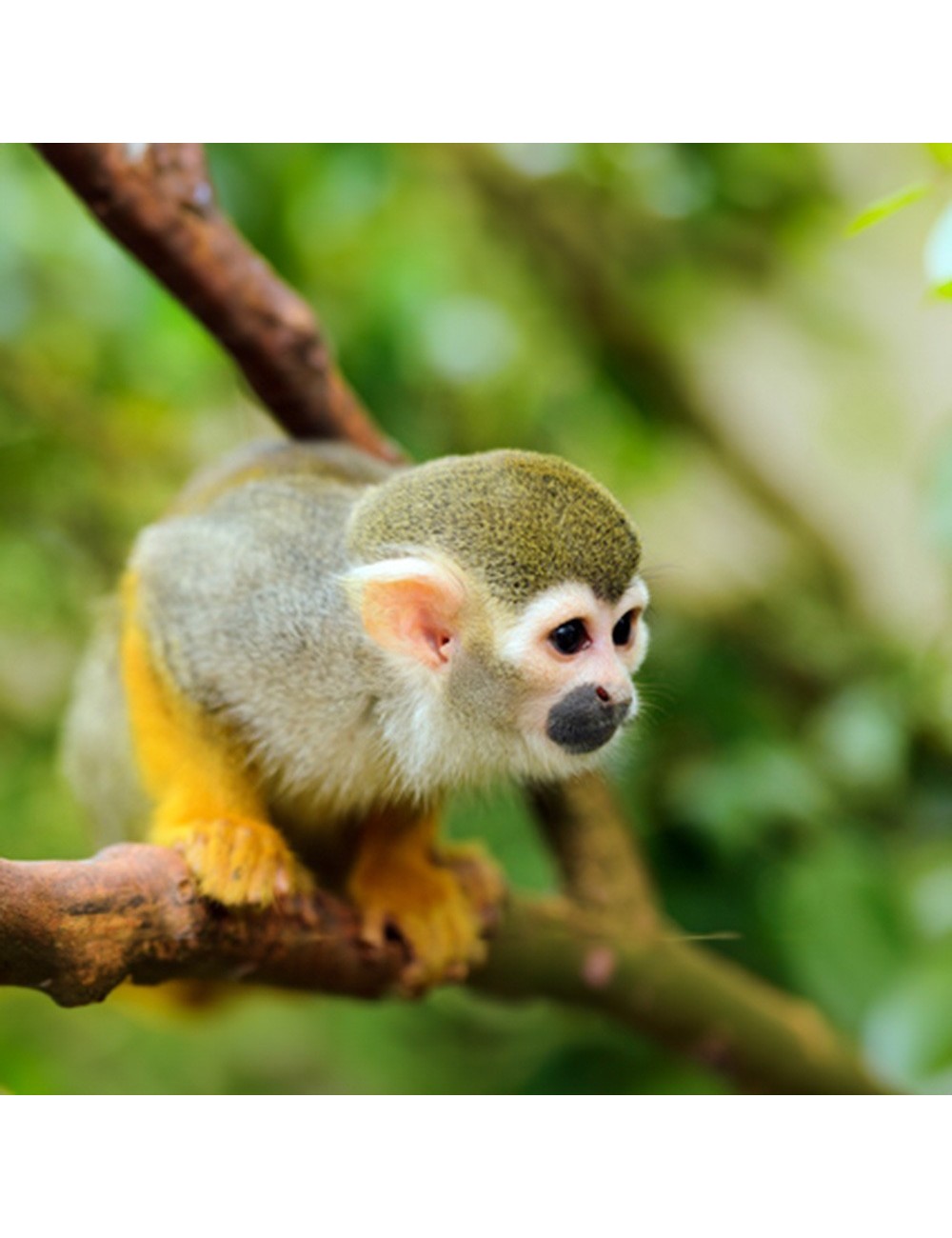 SSNIFF - Marmoset
