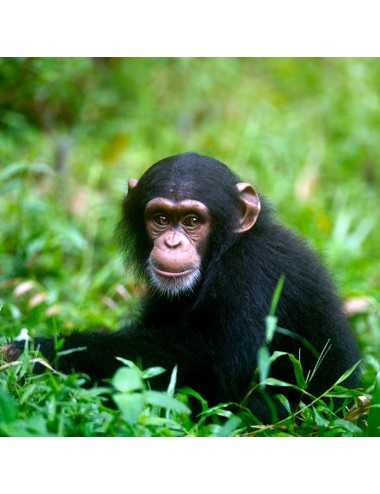 SSNIFF - Primate