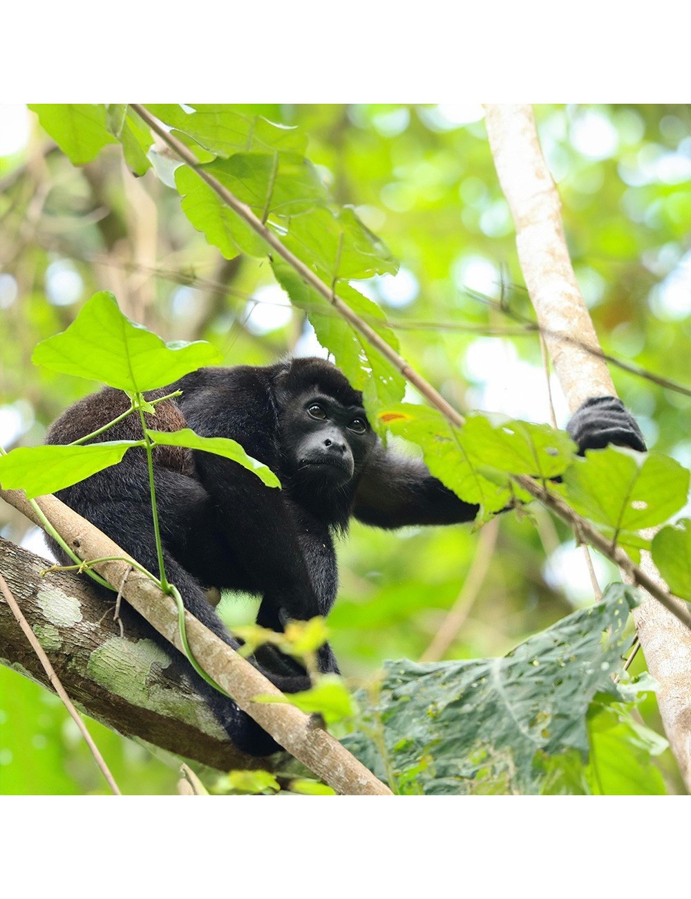 SSNIFF - Vegetarian Leaf-eater Primate