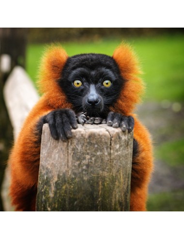 SSNIFF - Vegetarian Primate