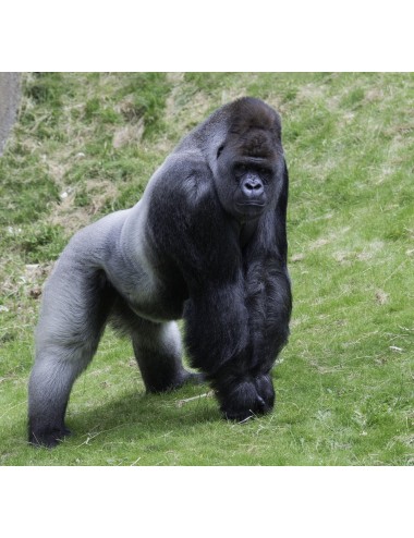SSNIFF - Vegetarian Extra Fruit Primate